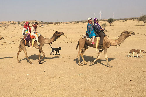 1hr-camel-safari