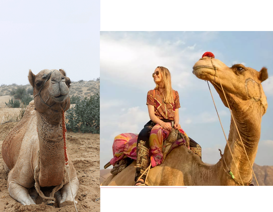 best-ride-camel-safari